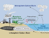 co2 and carbon cycle