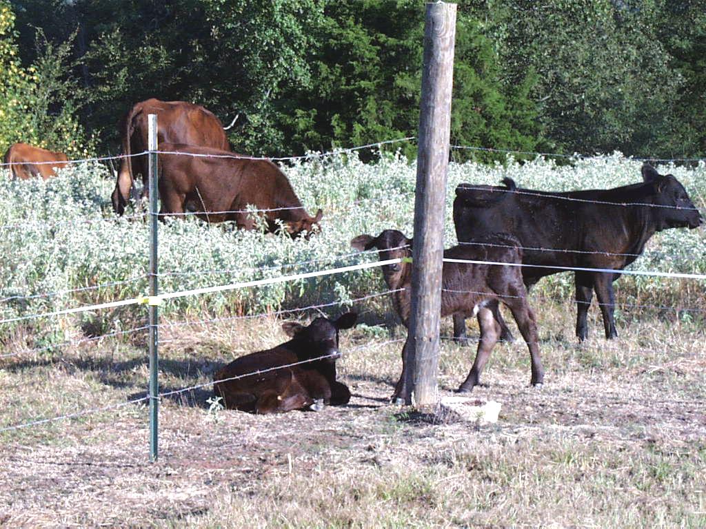 Site cattle