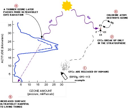 How CFCs decrease the ozone in the atmosphere