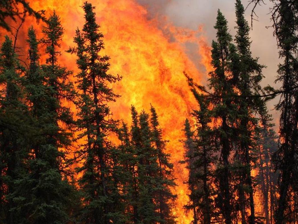 boreal forest fire