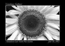 062402_Sunflower_postcard_sml.jpg