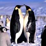Antarctica_Pics_10.jpg
