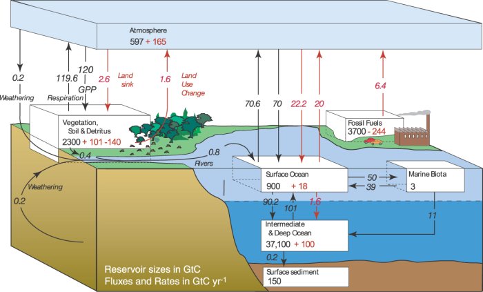 Carbon Cycle Diagram